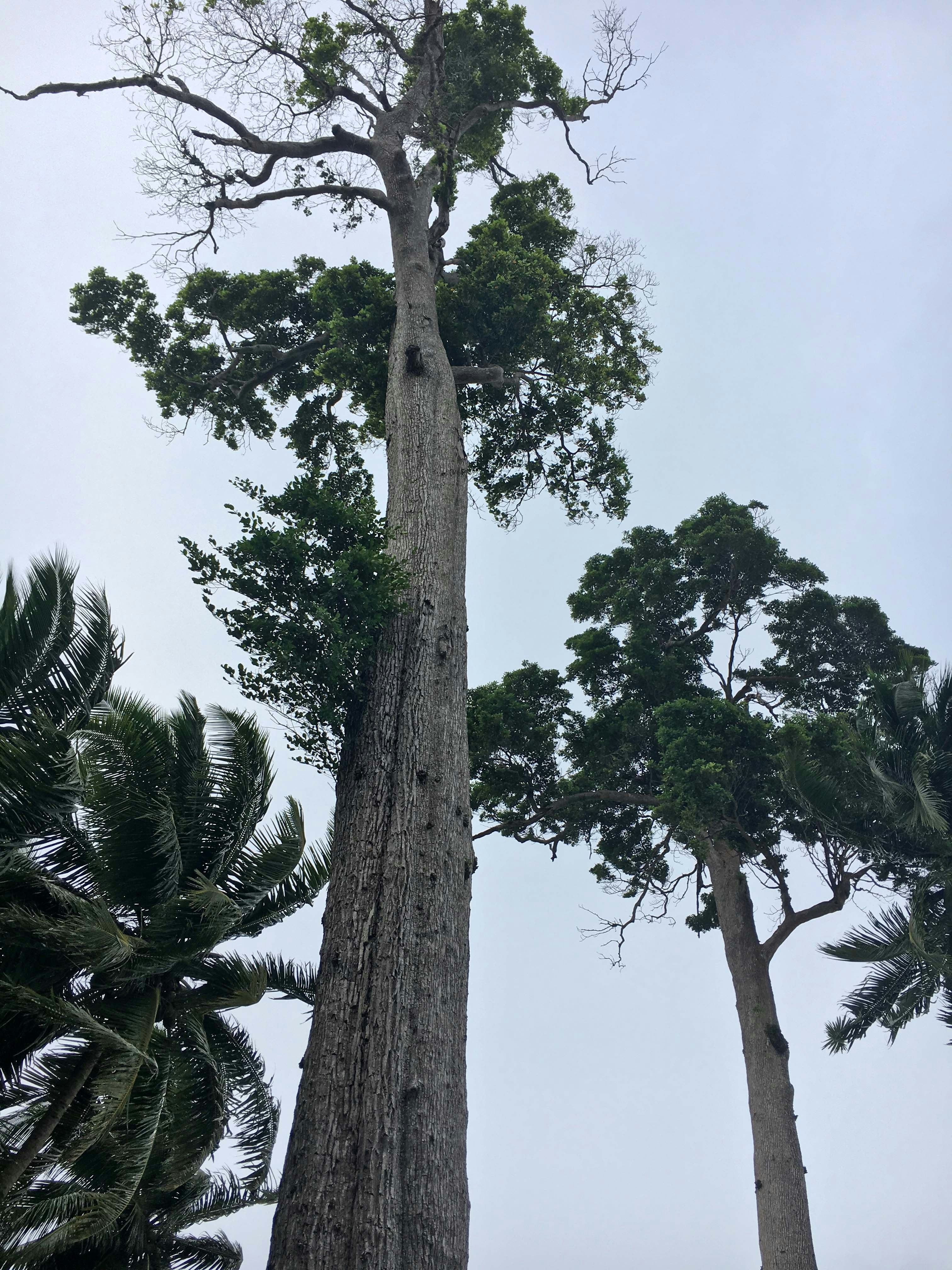 ARBORIST ABOARD INC construction project photo 1