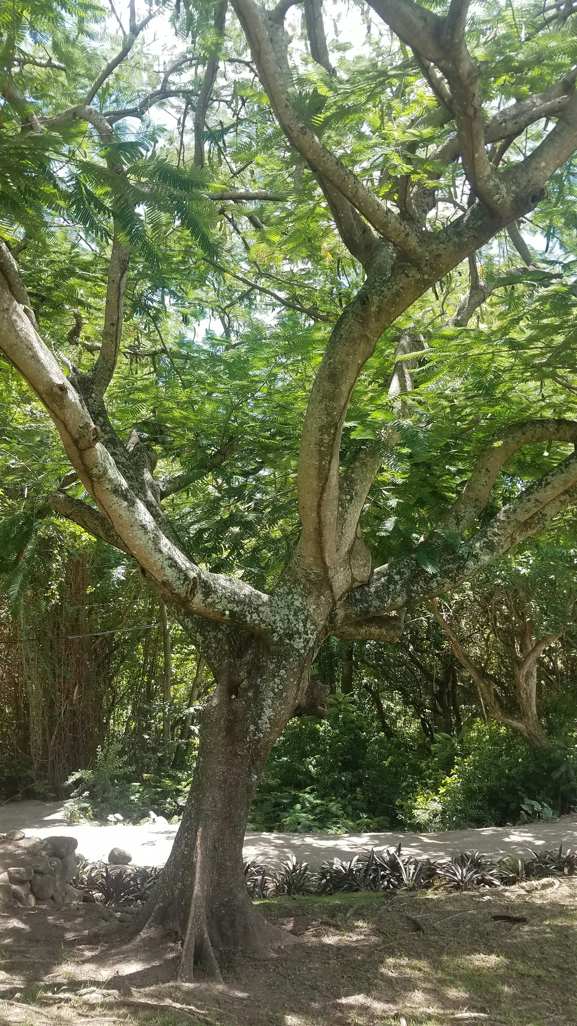 ARBORIST ABOARD INC construction project photo 3