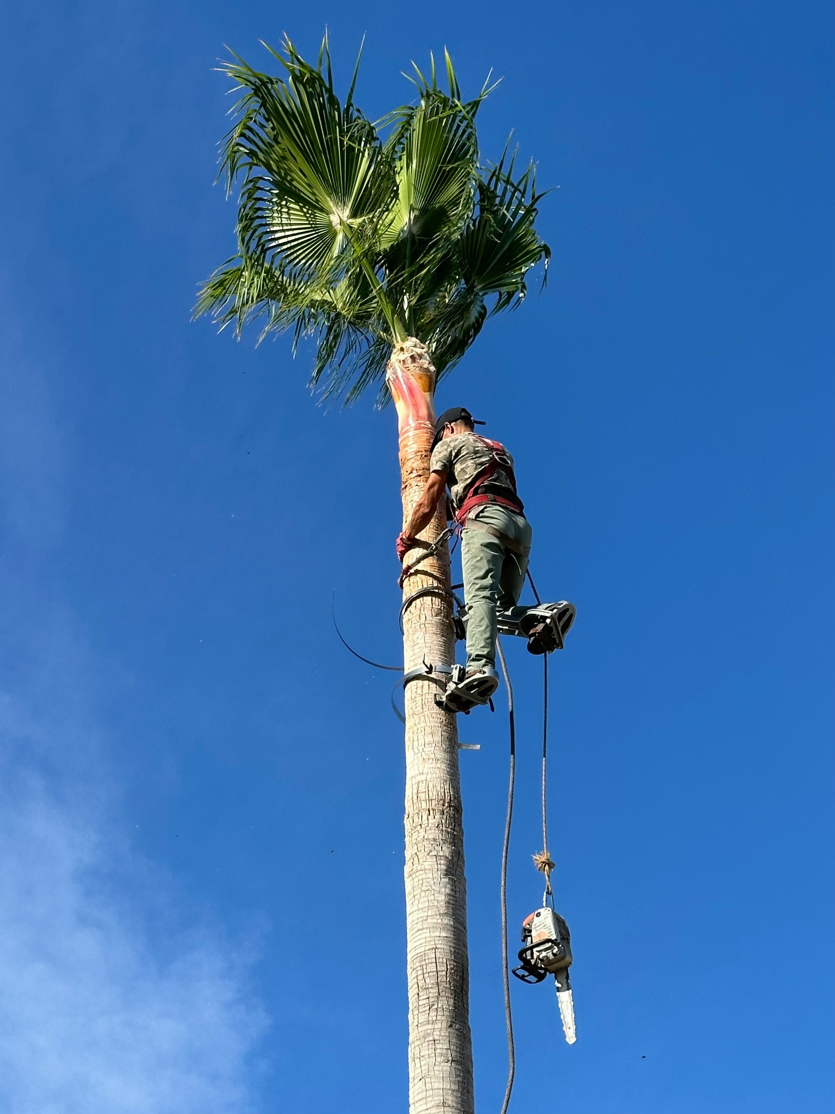 ARBORIST ABOARD INC construction project photo 4