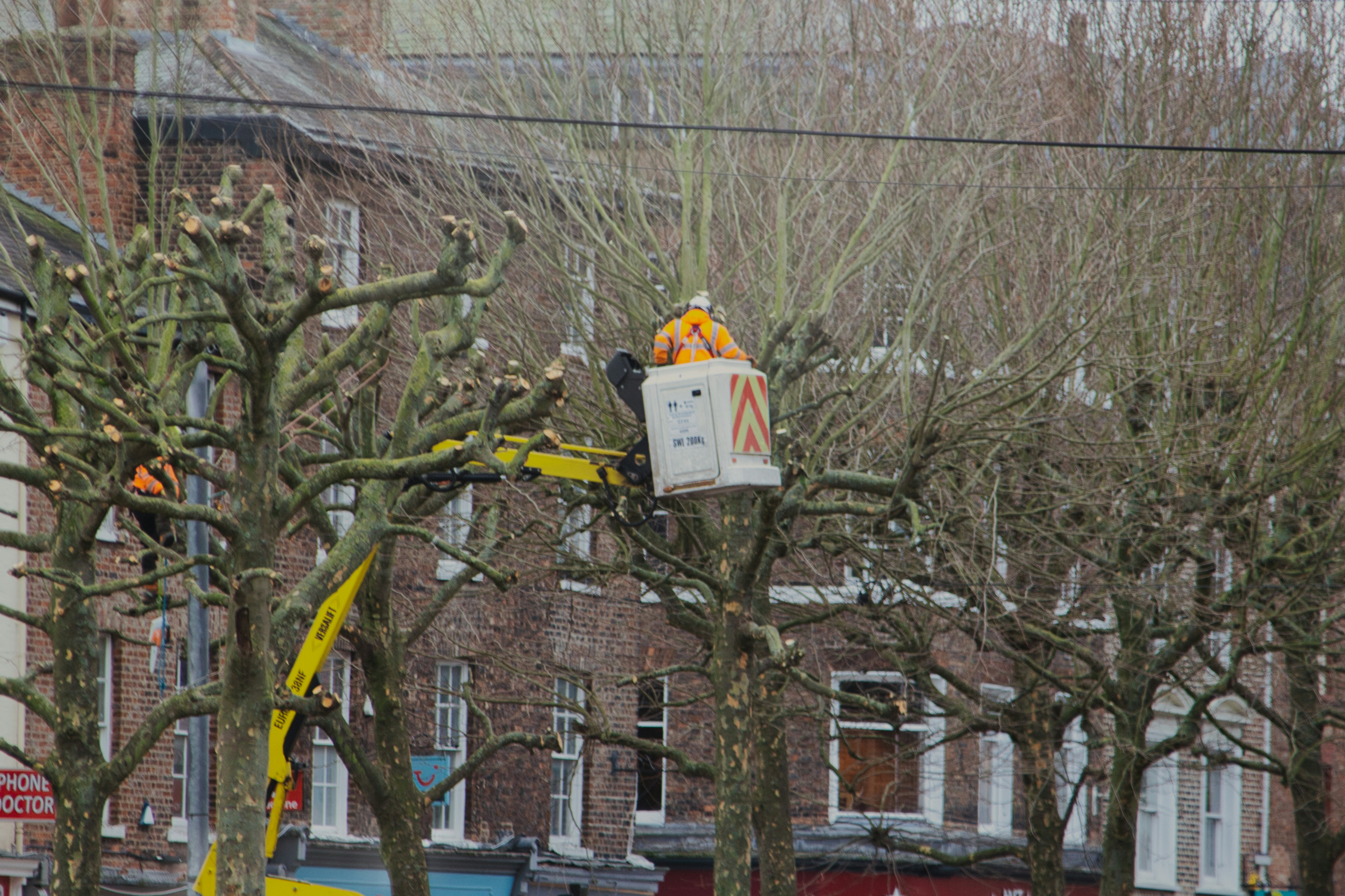 ARBORIST ABOARD INC construction project photo 5